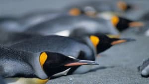 Penguins: The Story of the Bird that wanted to be Fish — foto 1