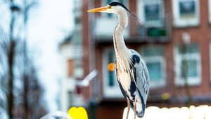 Cities: Nature's New Wild — foto 5