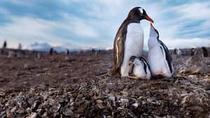 Secretos de los pingüinos — foto 10