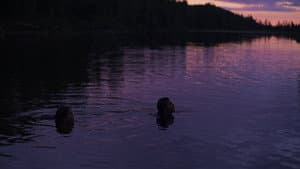 Soleils Atikamekw — foto 10