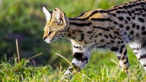 Servale - Afrikas unbekannte Katzen — foto 1