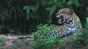 Yaguareté, la última frontera — foto 1