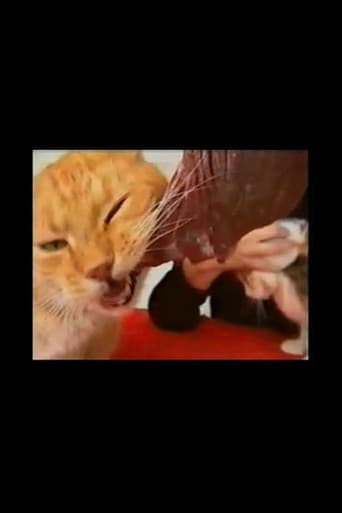 Voracious Cats