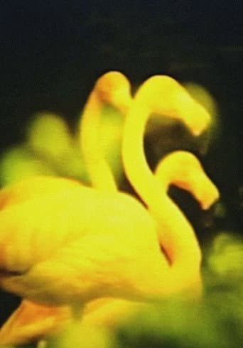 エリスの涙