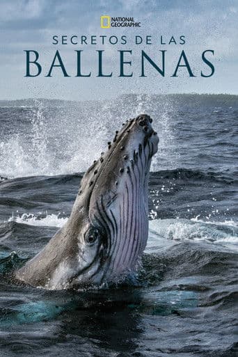 Secretos de las Ballenas
