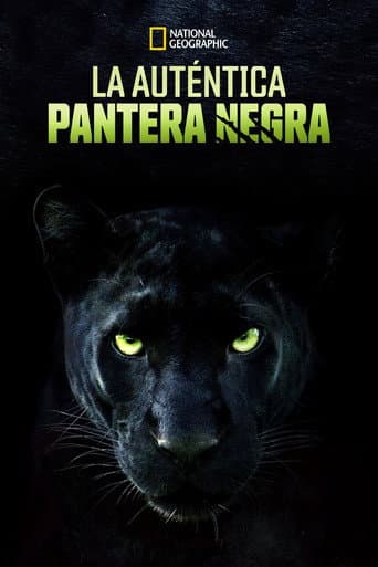 The Real Black Panther