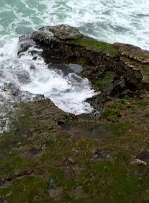 For The Birds