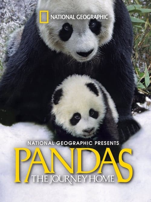 Pandas: El camino a casa