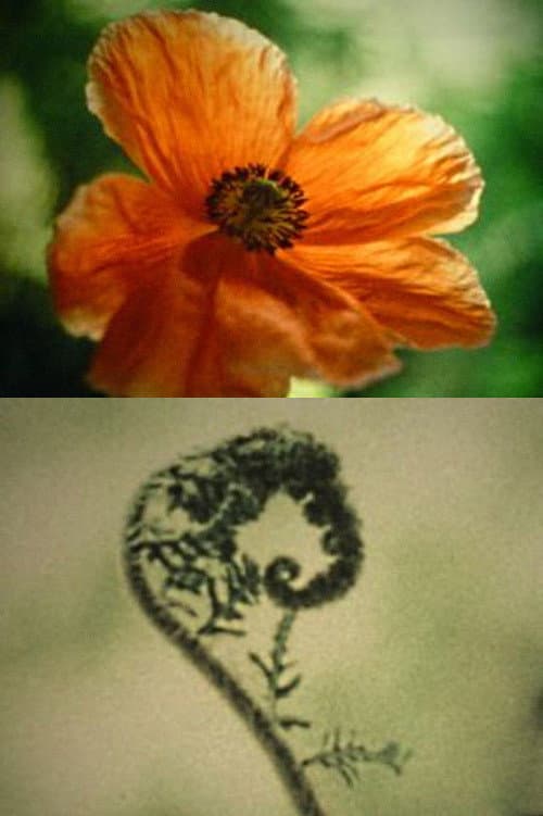 Tulipan