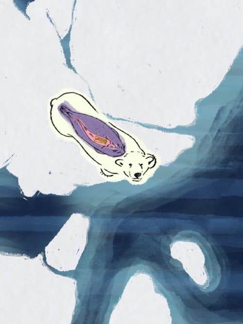 Arctic Shifts