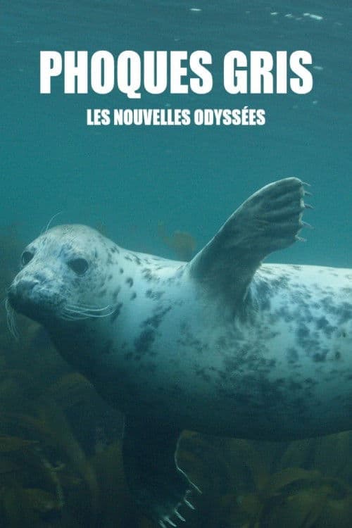 Phoques gris, les nouvelles odyssées