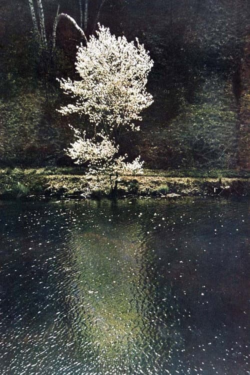 The Little Tree