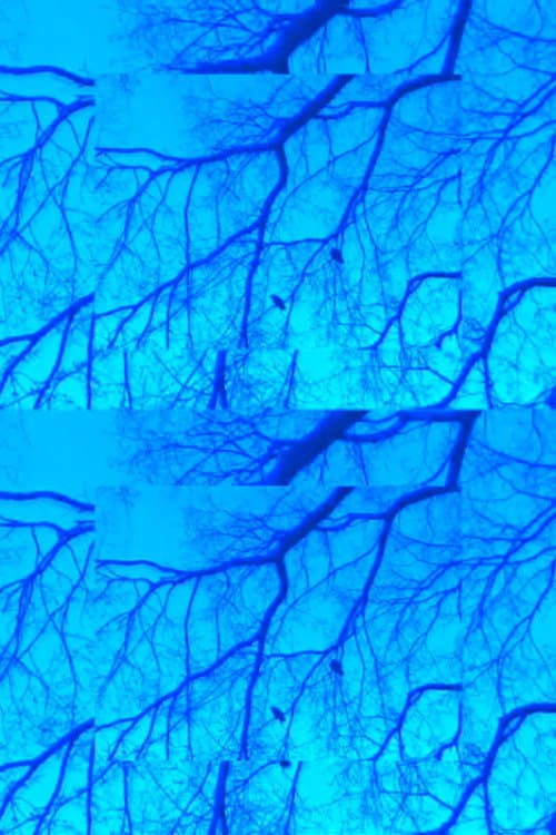 Crows and Branches