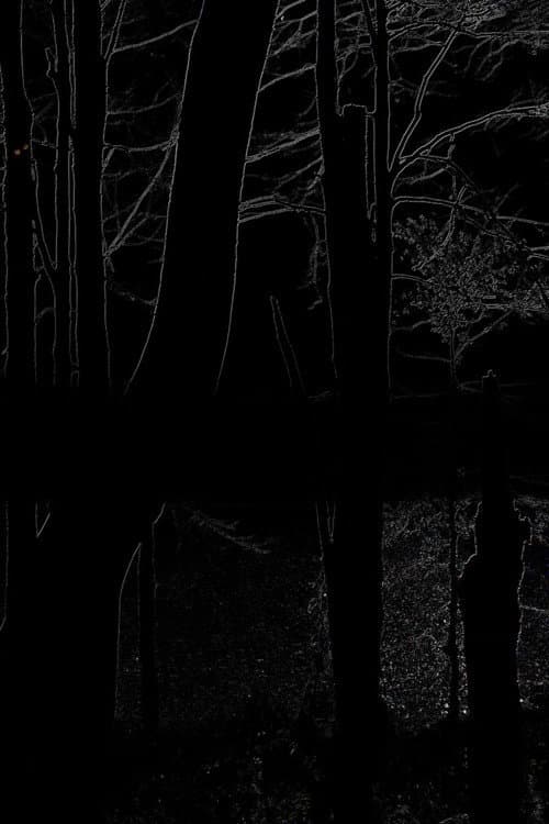 The Heart of the Wood