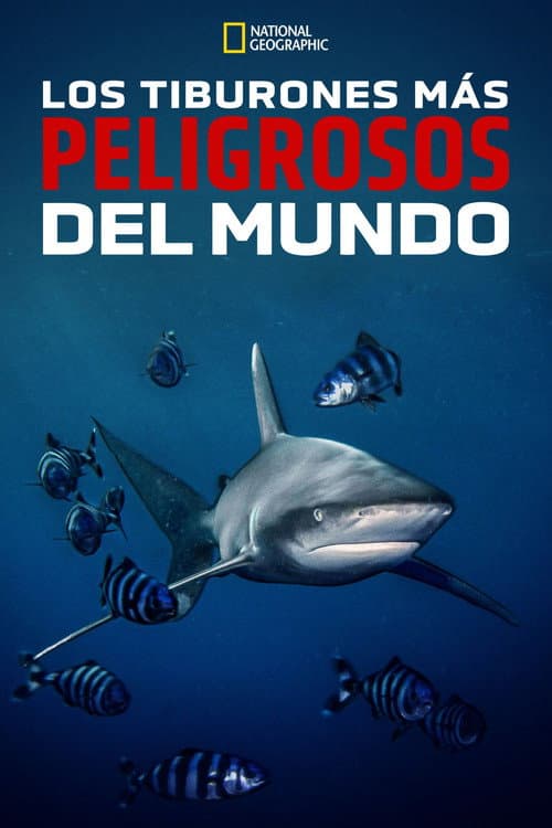 World's Most Dangerous Shark?