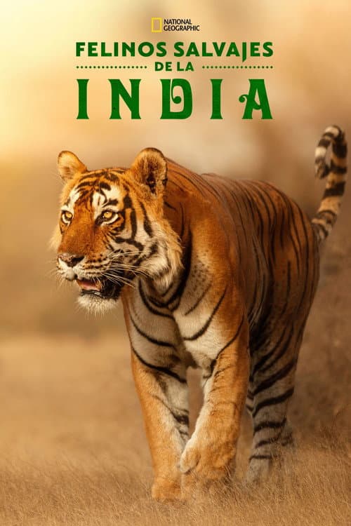 Wild Cats of India
