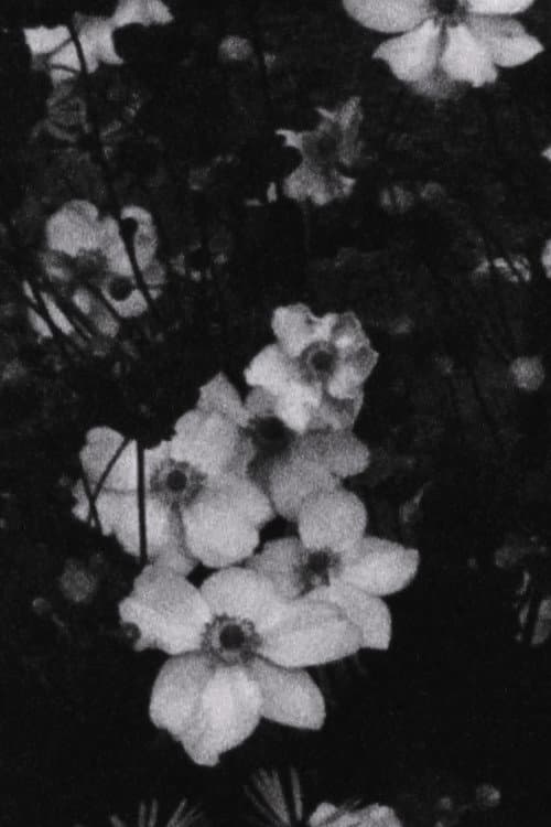 Für P. (Weiße Blumen)