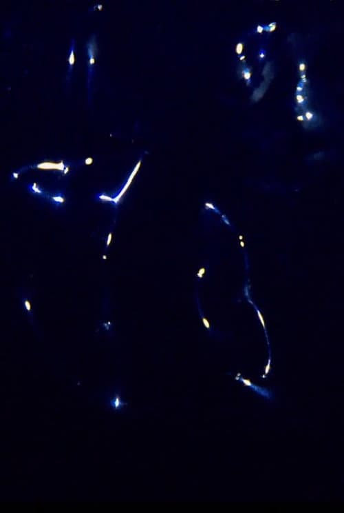 Born to be Yves Klein Blue