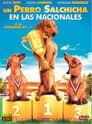 Un Perro Salchicha en las Nacionales