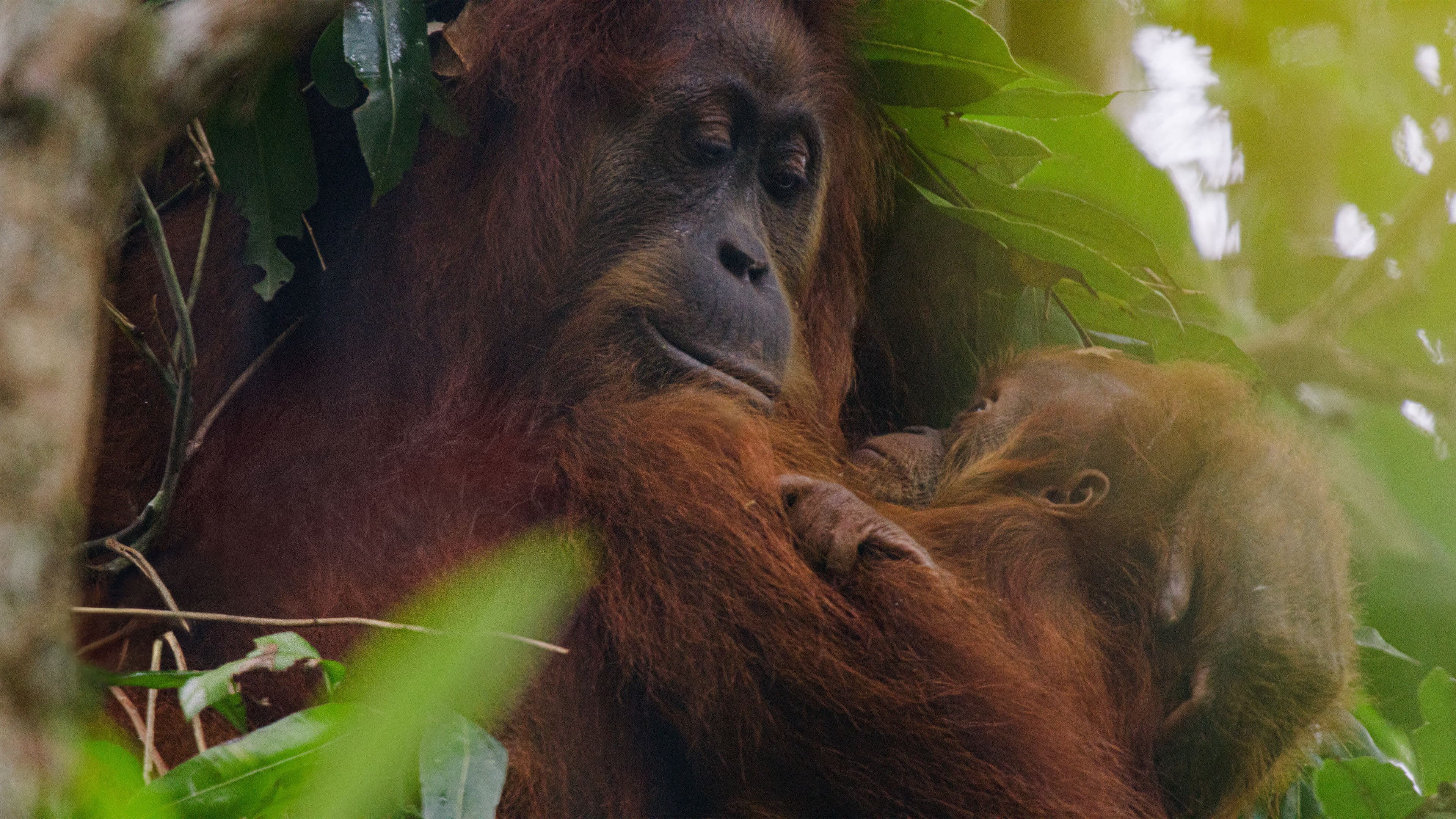 Orangután